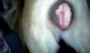 boquiaberto,bestialidade pornô