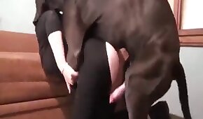 Filmando sexo anal com a esposa putona - sexo de cachorro,sexo foda animal